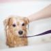 Tipps für Hundesalonbesuche